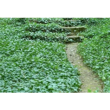 HEDERA BLUSZCZ zimą zielony odporne na mróz - sadzonki 50 / 80 cm